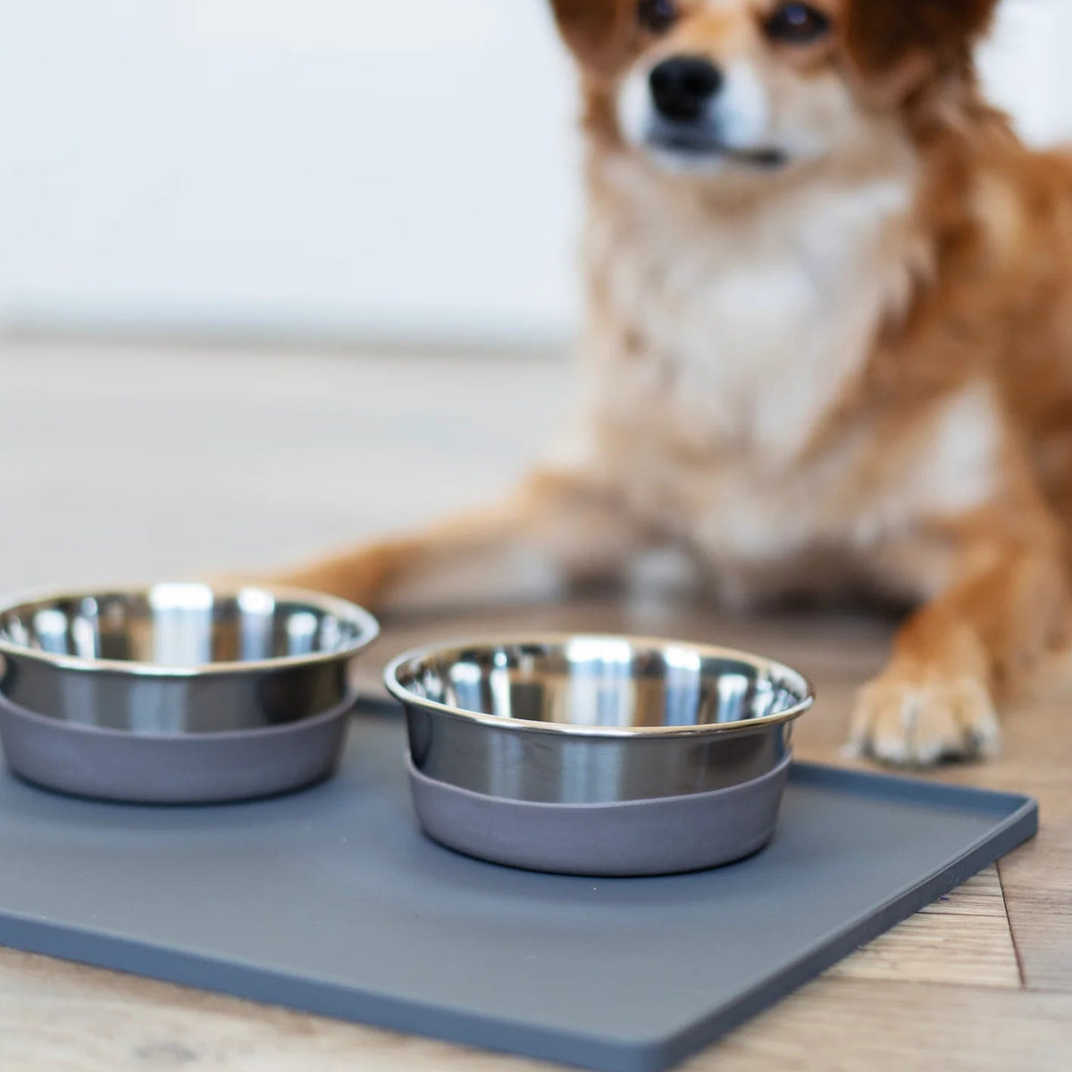 Dog bowls and shop mats