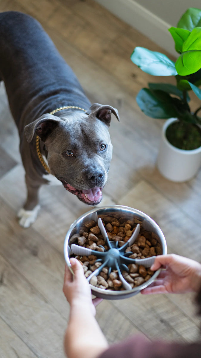 Dog food bowl to slow clearance eating