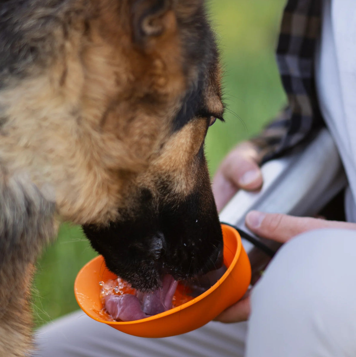 Insulated Stainless Double Wall Dog Travel Water Bottle