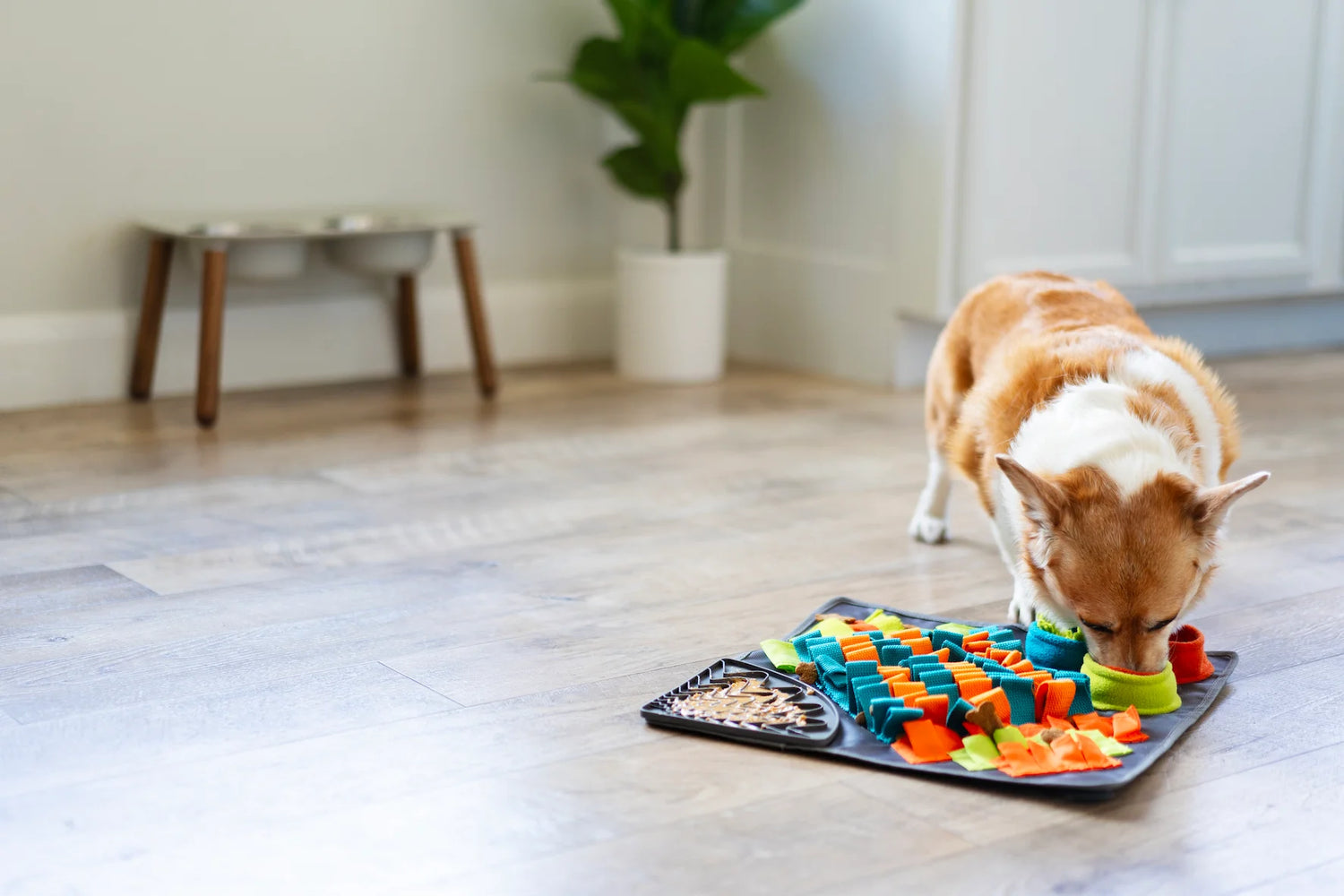 Brown and white dog hunting for food in the snuffle mat.  Blue orange and green colours fit into your home decor.  Lick mat is dishwasher and freezer safe and the polyester snuffle mat is machine washable in cold water.  