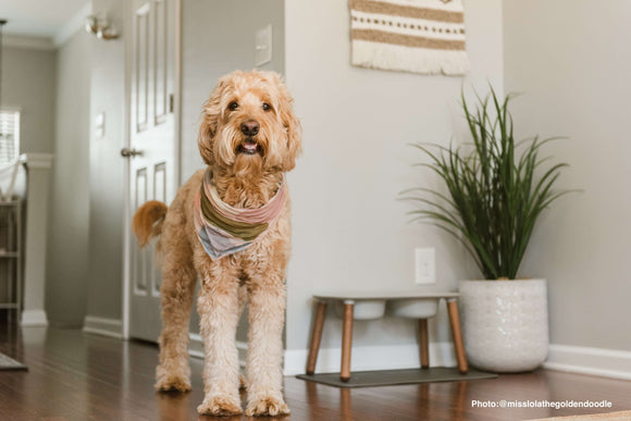 Golden doodle wearing bandana with elevated double dog feeder