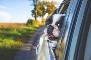 How to Travel with a Dog in the Car?