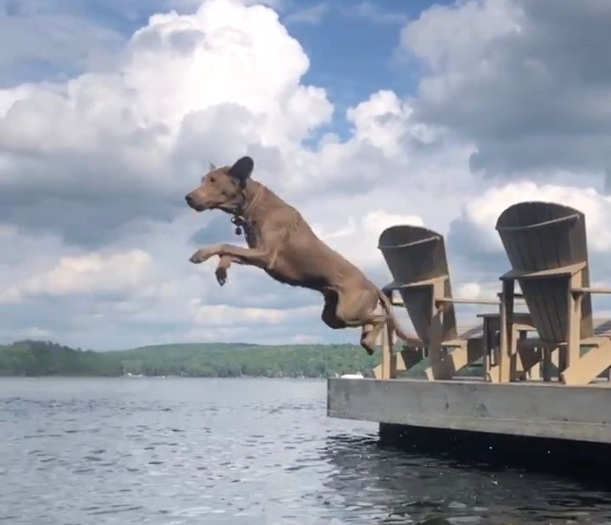 Splash Zone: The Ultimate Guide to Water Toys & Keeping Your Dog Hydrated Outdoors