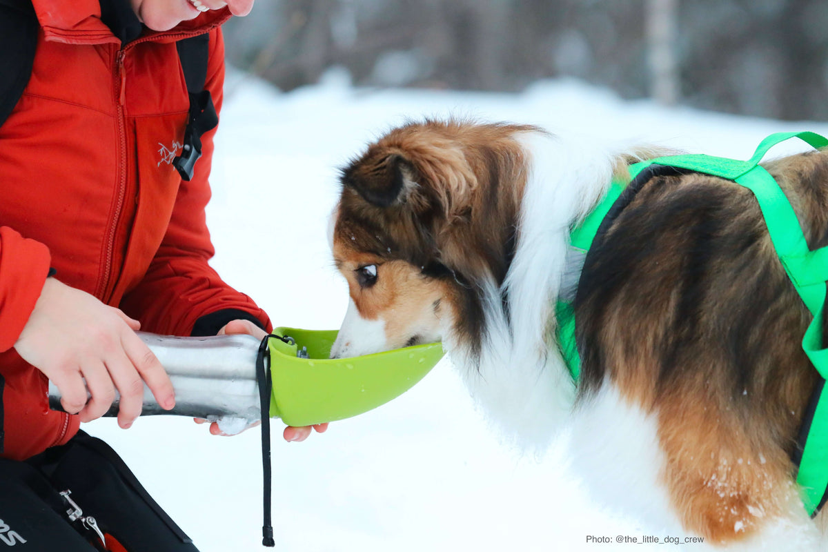 How to Keep Your Pet Hydrated on Long Walks or Hikes
