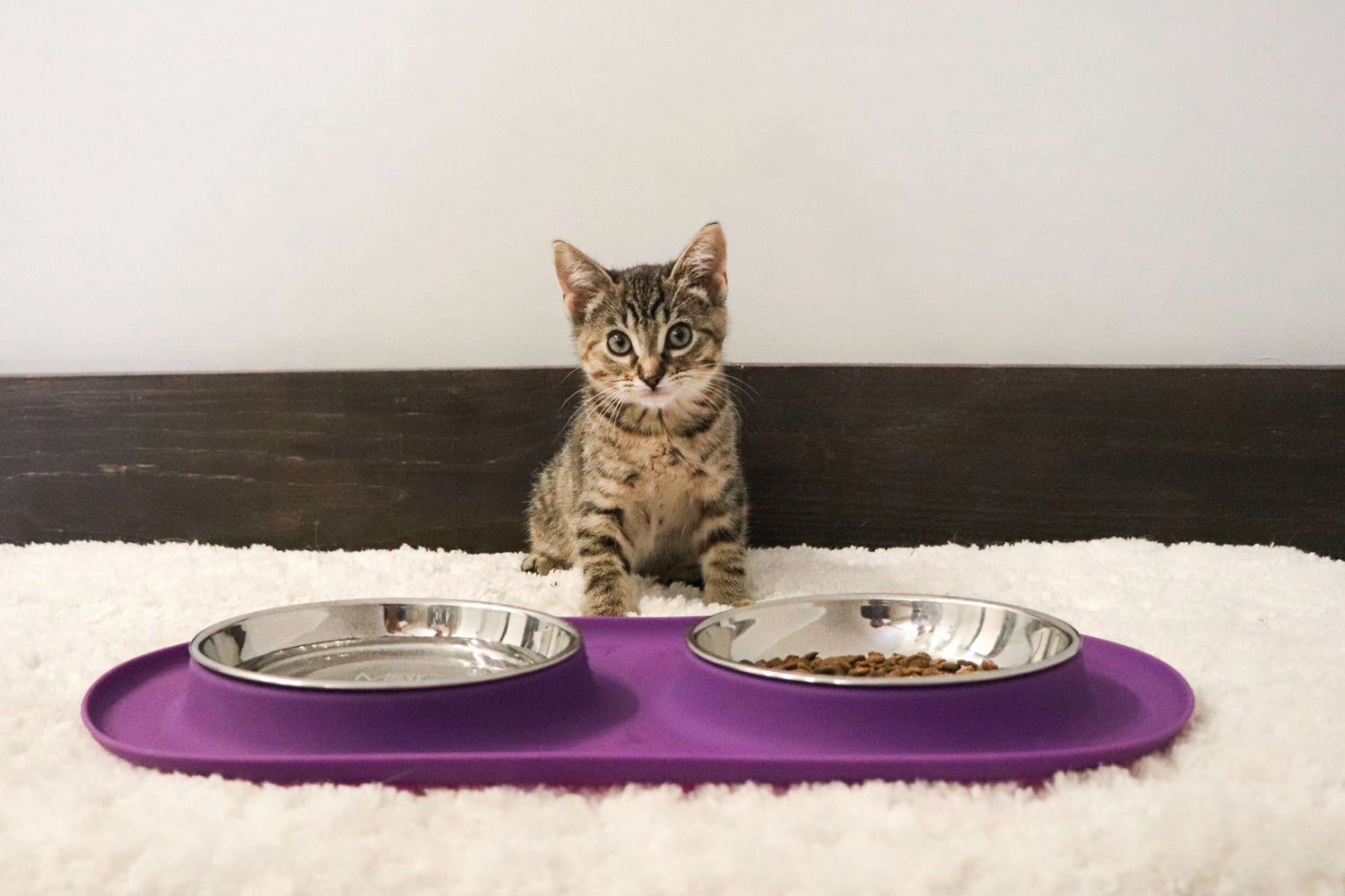 Cute kitten with purple feeder reducing whisker fatigue with stainless steel bowls