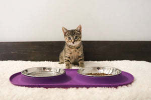 Whisker Fatigue in Cats: What It Is and How to Help