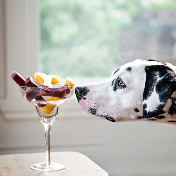 Dalmatian  sniffing colourful frozen dog treats