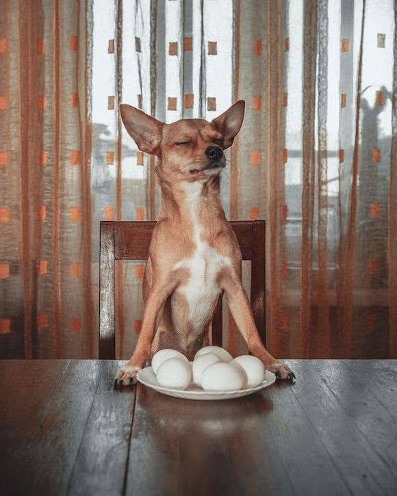 A Beginner’s Guide to Home Cooking for Dogs