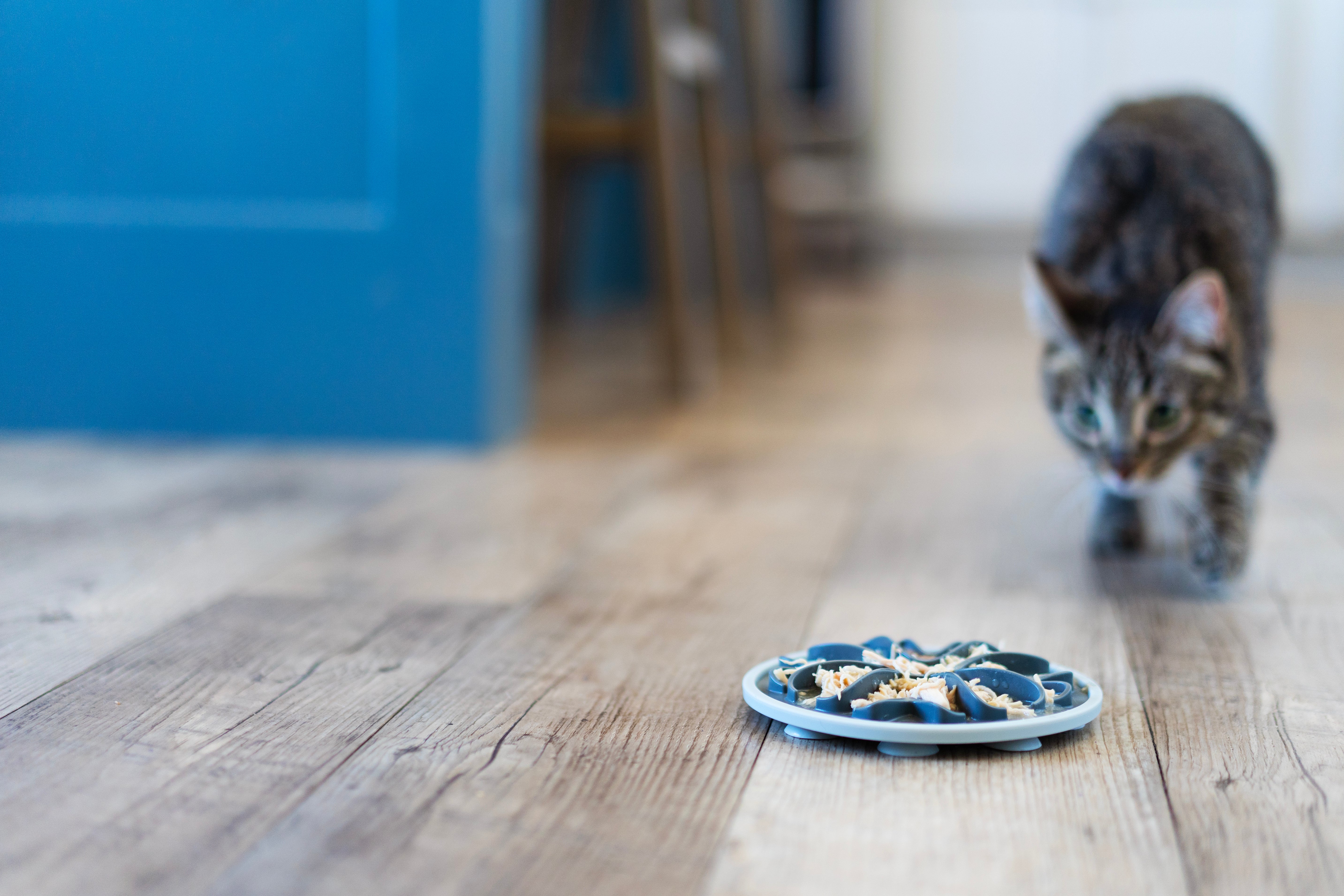 Bowl to slow down cat eating best sale