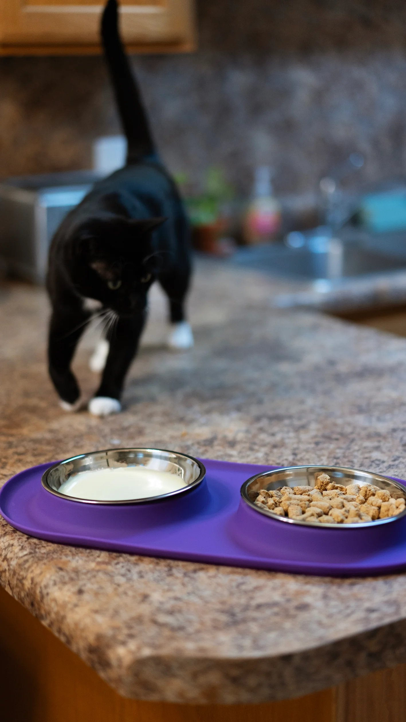 black cat on a counter eating from a purple double cat feeder