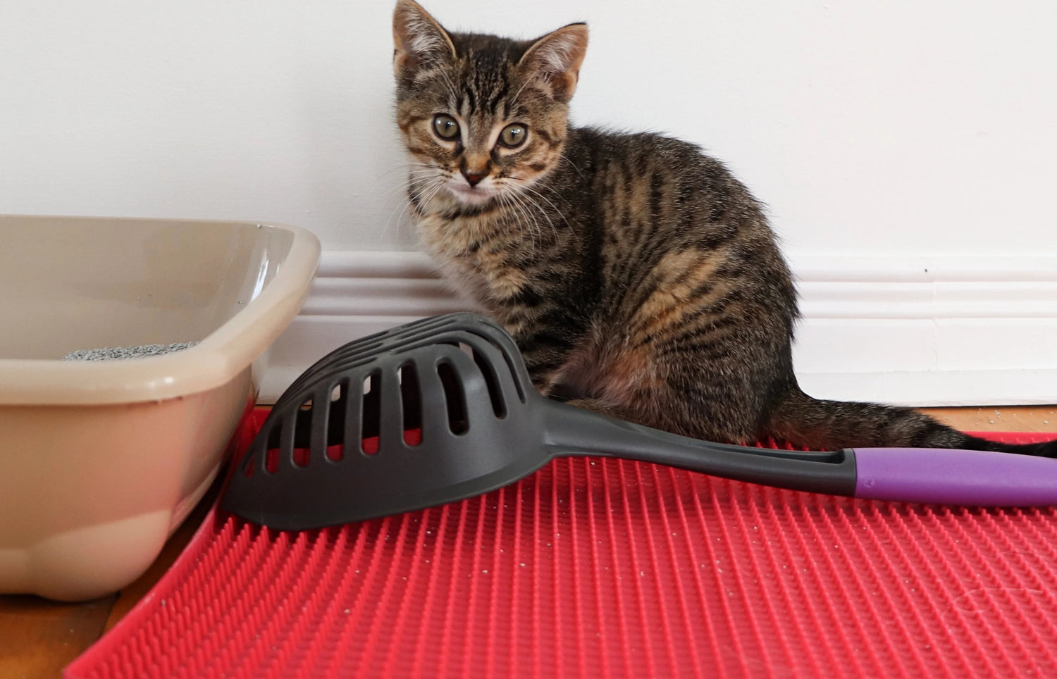 kitten with a litter scoop and litter box 
