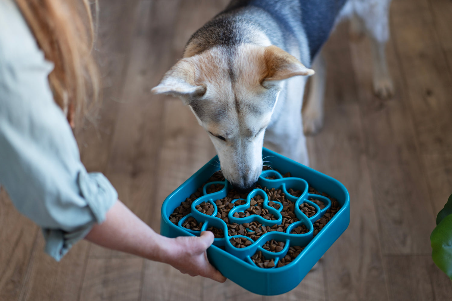 Dog slow feeder, interactive feeder, a great slow down bowl