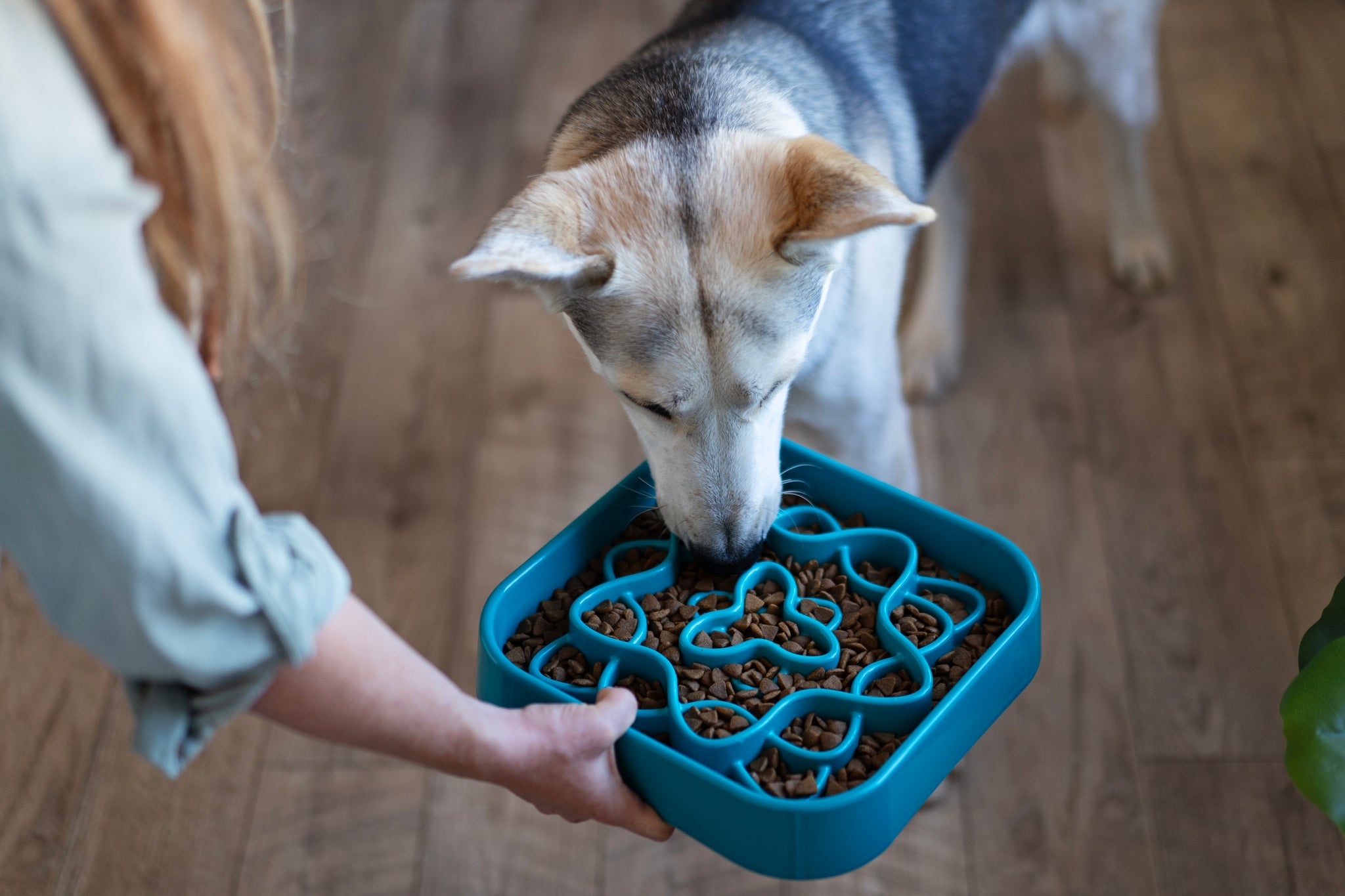The Best Pet Food Bowls in 2026 | Your Complete Guide to Choosing the Right One for Dogs and Cats 3 Dog Slow Feeder Bowls
