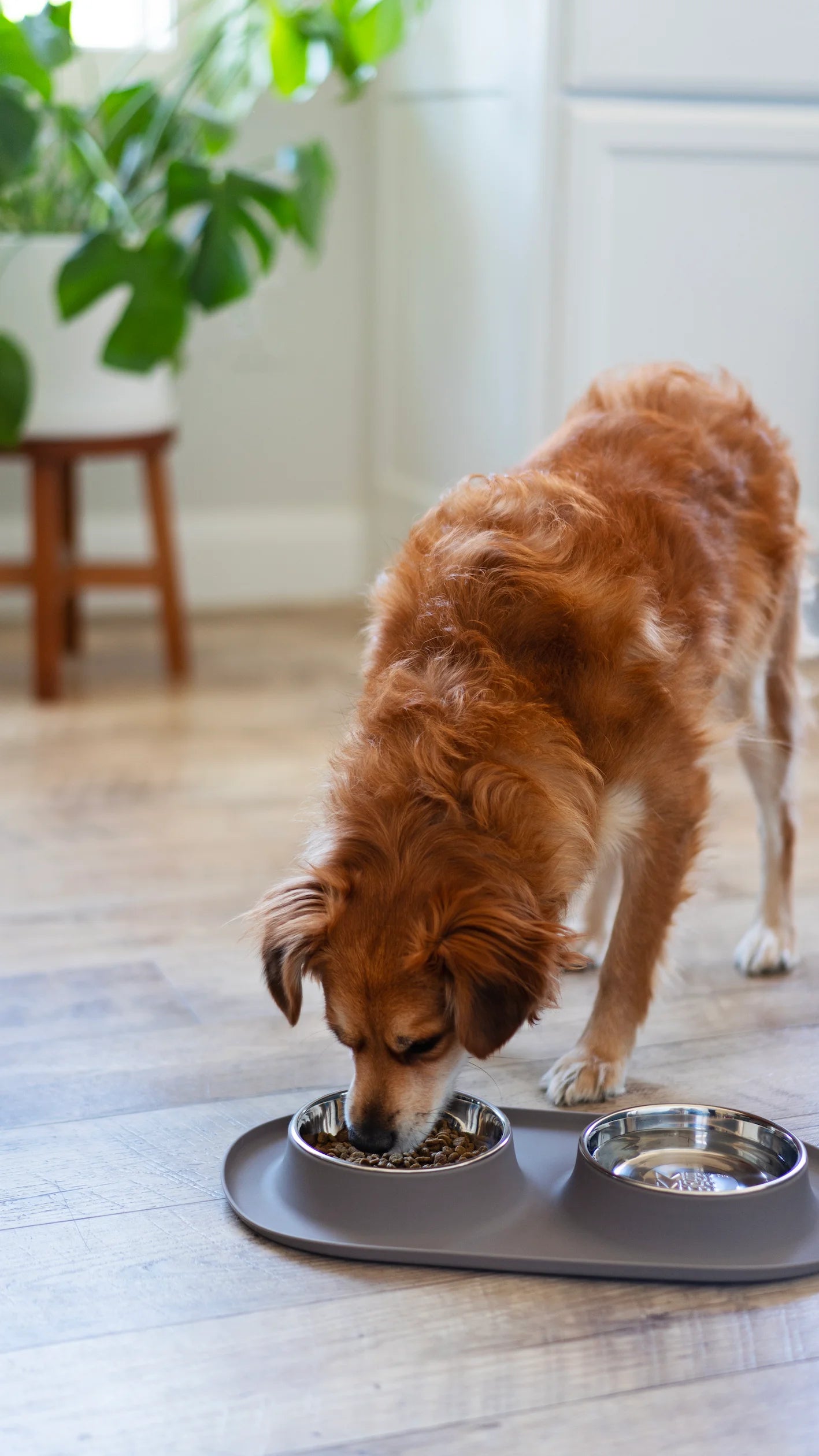 Grey dog double diner.  Stainless steel bowls with integrated silicone base for non slip and catching the spills. 