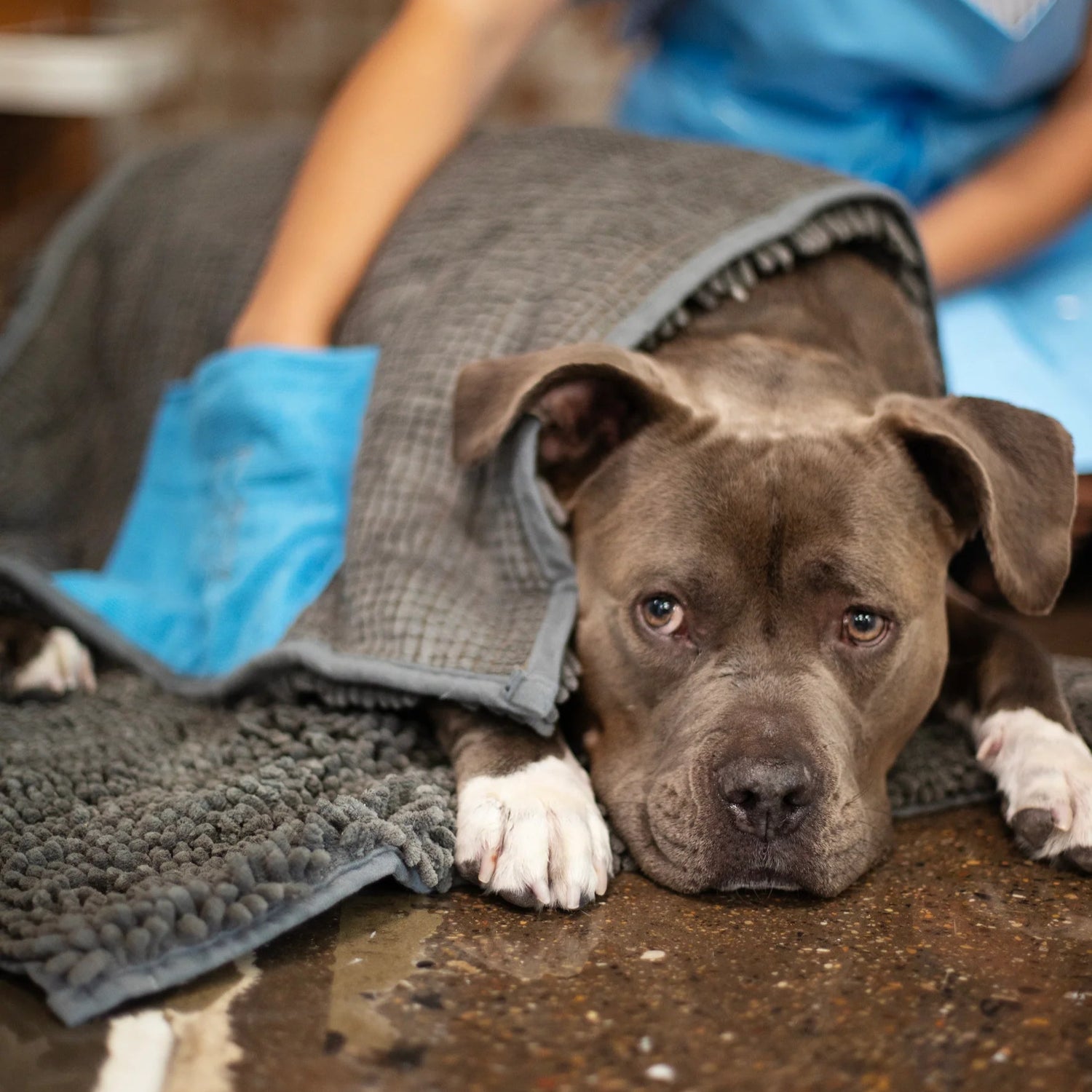 MESSY MUTTS DRYING MAT TOWEL