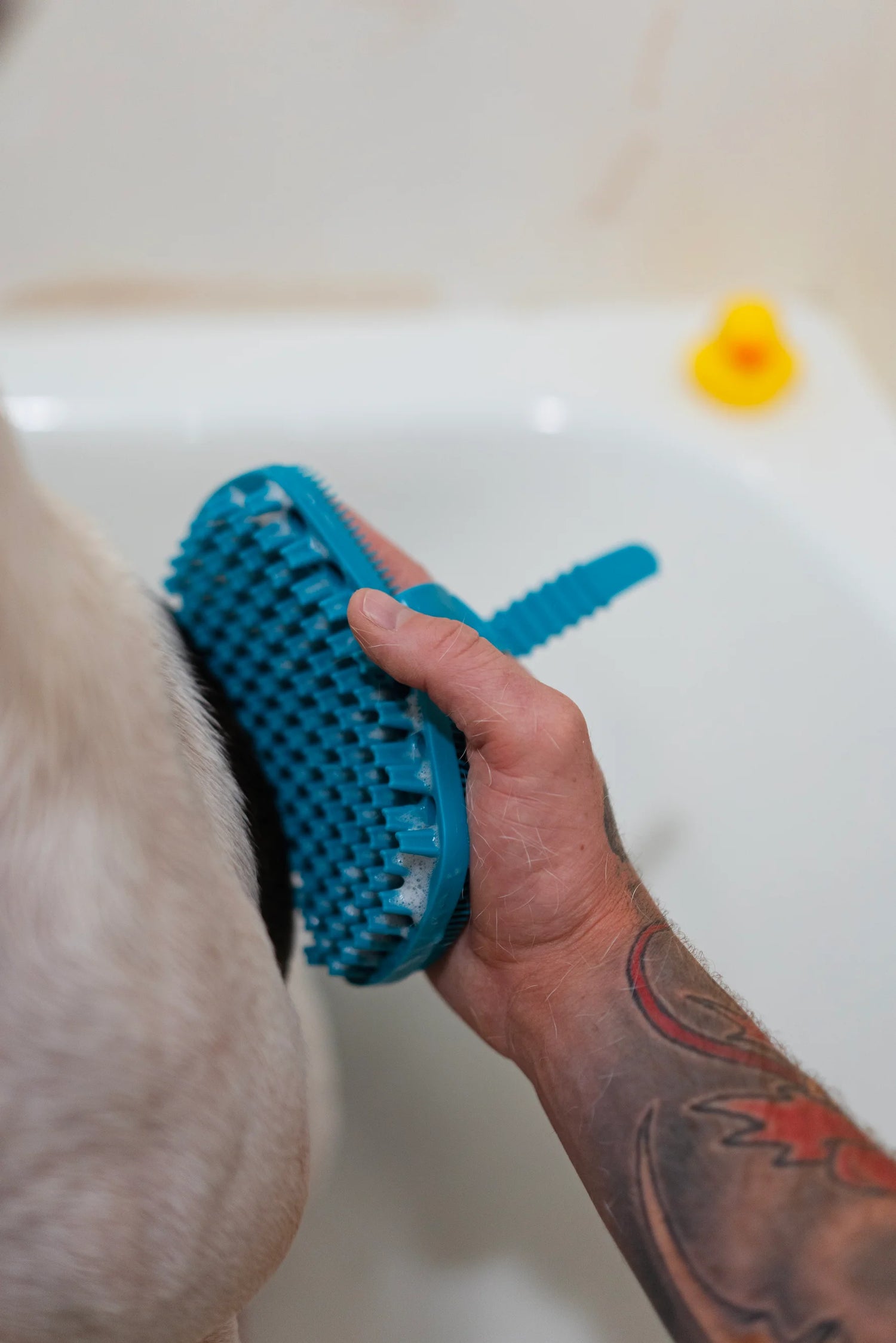 Blue reversible grooming brush wit hand strap being used in the bath.  