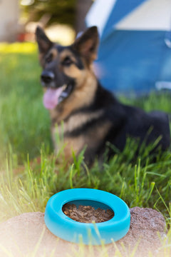 Spill resistant dog bowl with kibble in it for a dog out camping!