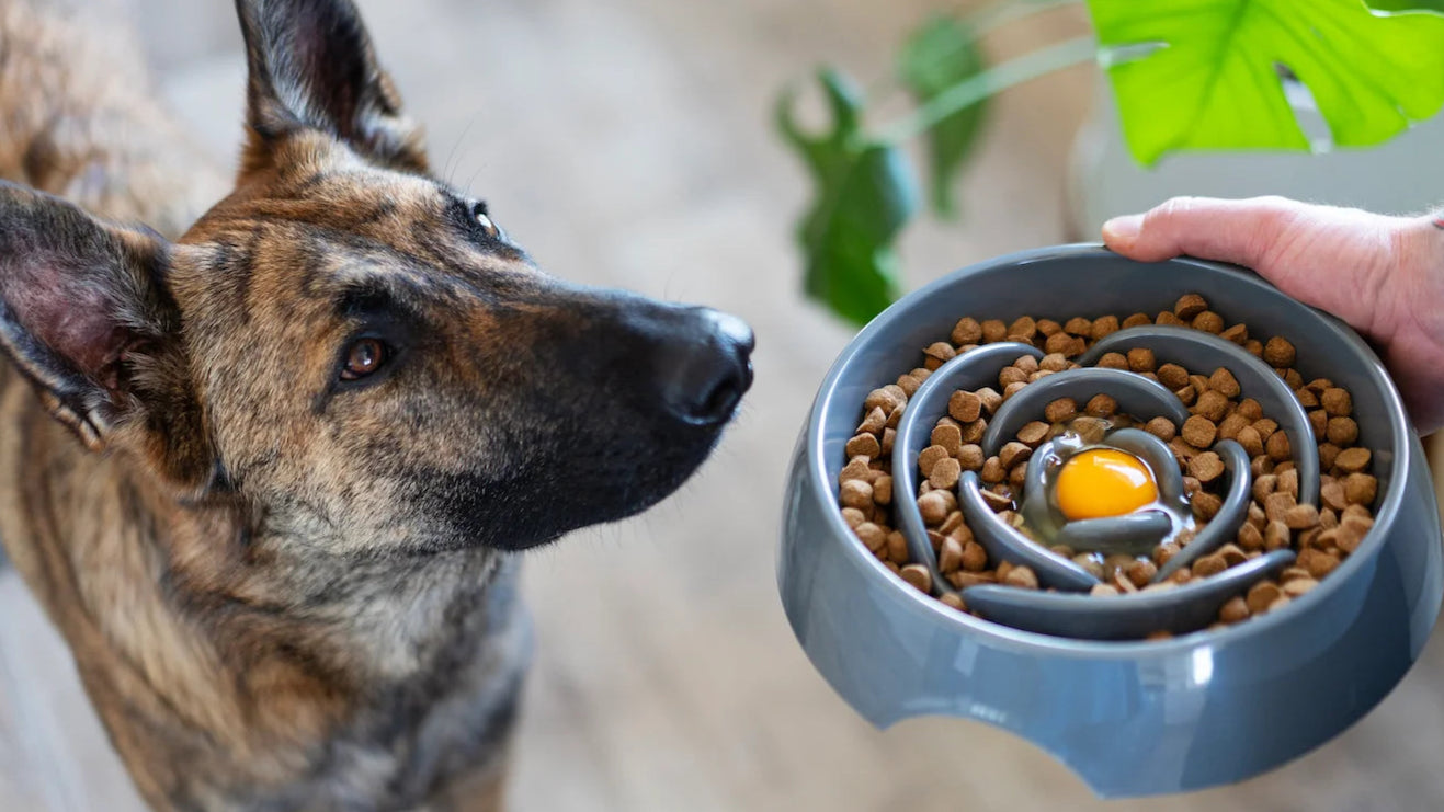 Dog dish for fast eating dogs on sale