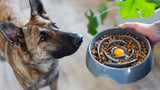 Grey interactive sloe down dog bowl.  This slow feeder is designed to be non slip and dishwasher safe.  German Sheppard mix looks ready to enjoy its meal! 