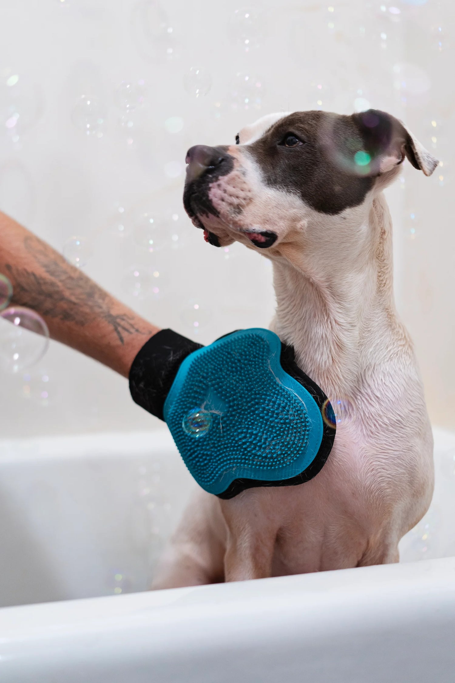 White spotted dog enjoying the bath being washed with microfiber and silicone mitt.