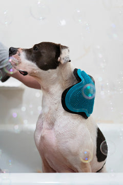 White and brown dog in bubble bath being scrubbed with silicone and microfiber mitt.