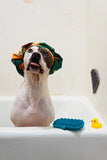 Dog wearing a bathing cap with tongue out.  Blue silicone grooming brush by his side.