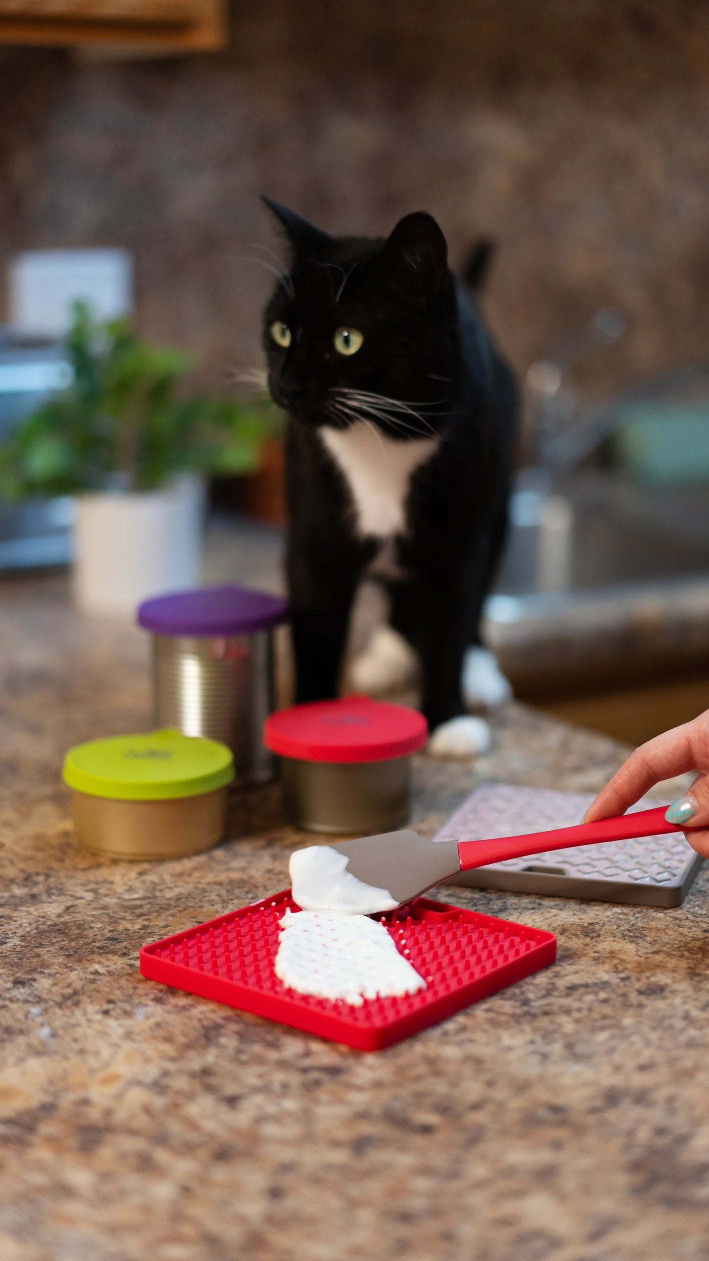 Red and Grey reversible interactive cat lick mat.  Also great for small dogs.  Black and white cat on the counter enjoying the feast.  