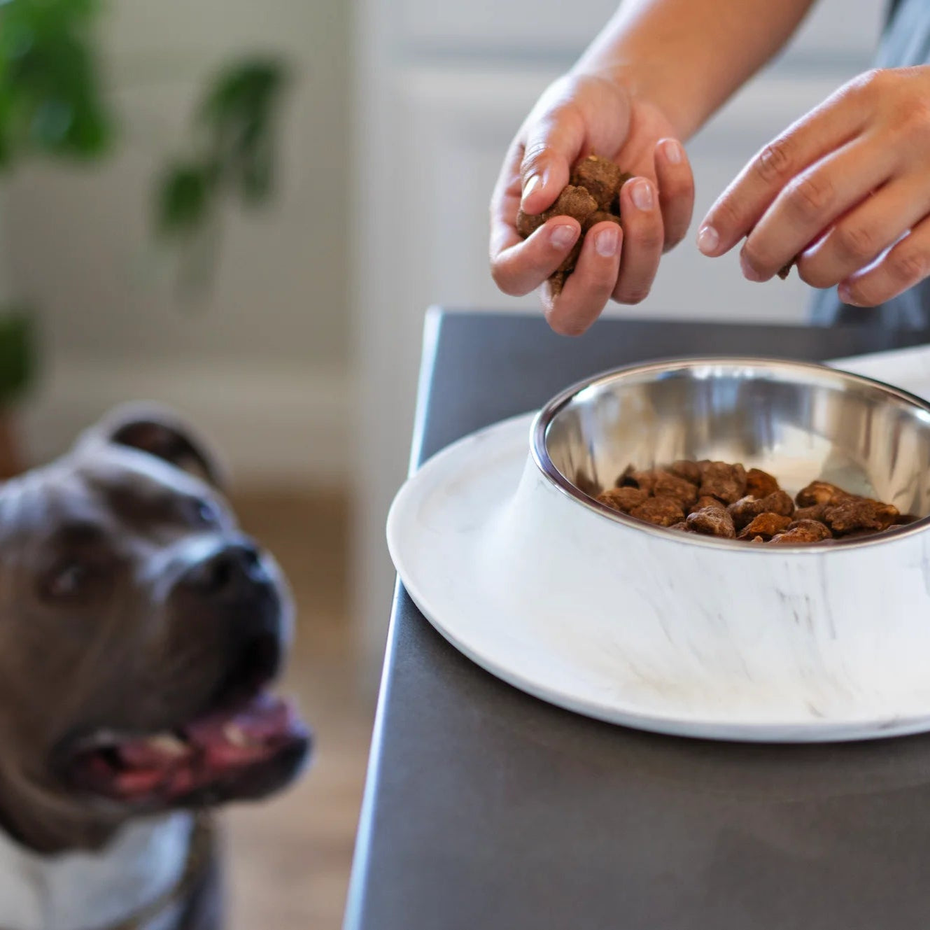 Messy top dog bowl