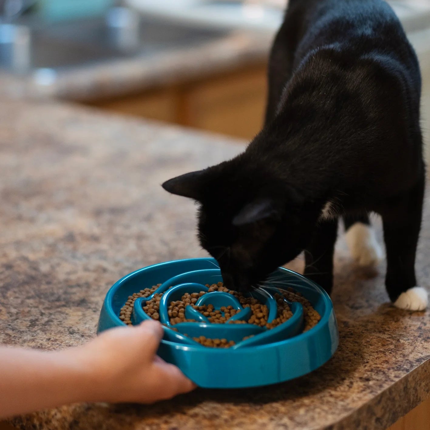 Diy slow feeder cat hotsell