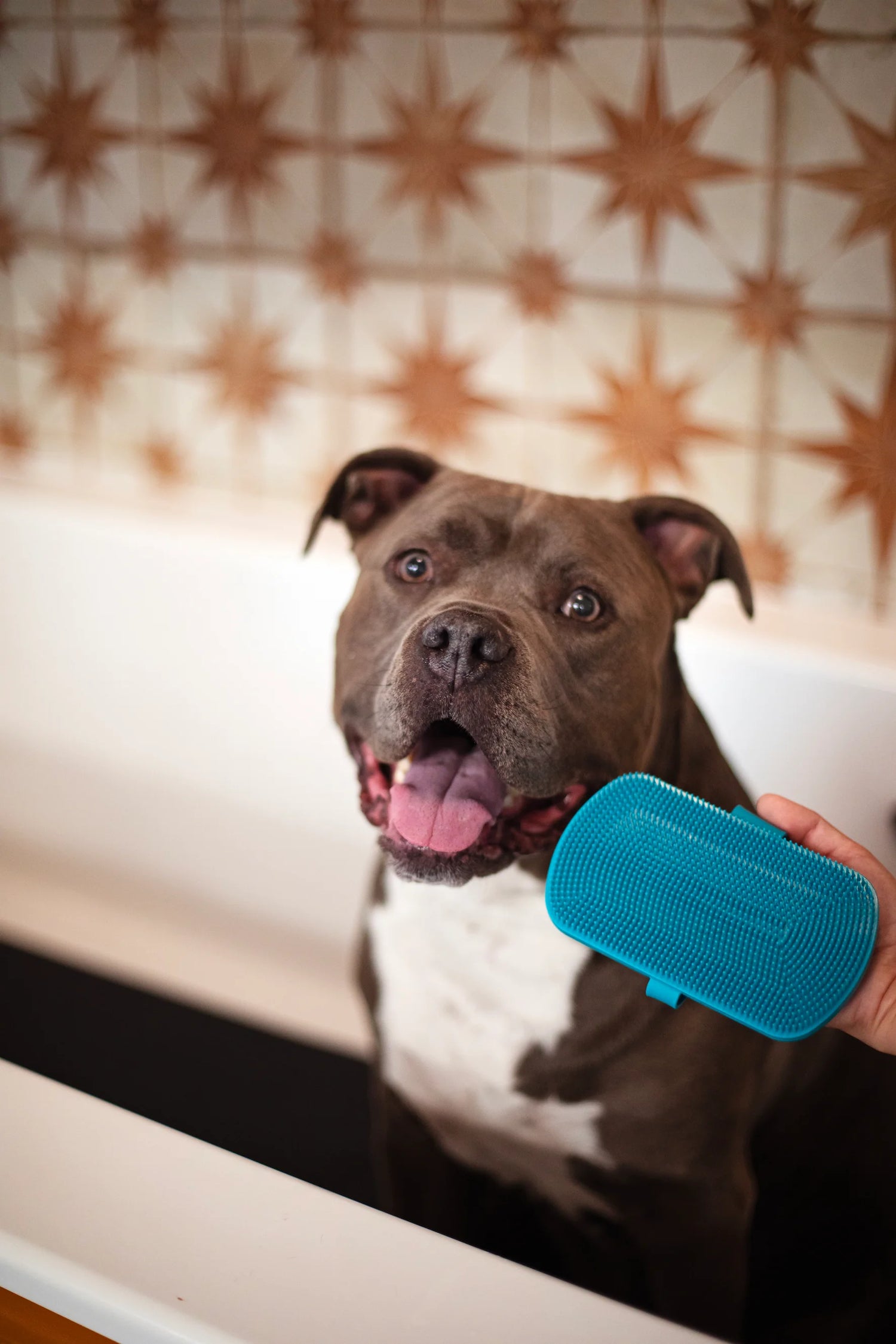 Hppy brown bully in the bath with reversible silicone grooming brush.