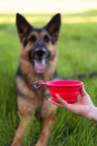 German Shepherd getting ready to drink from a collapsible water bowl. 