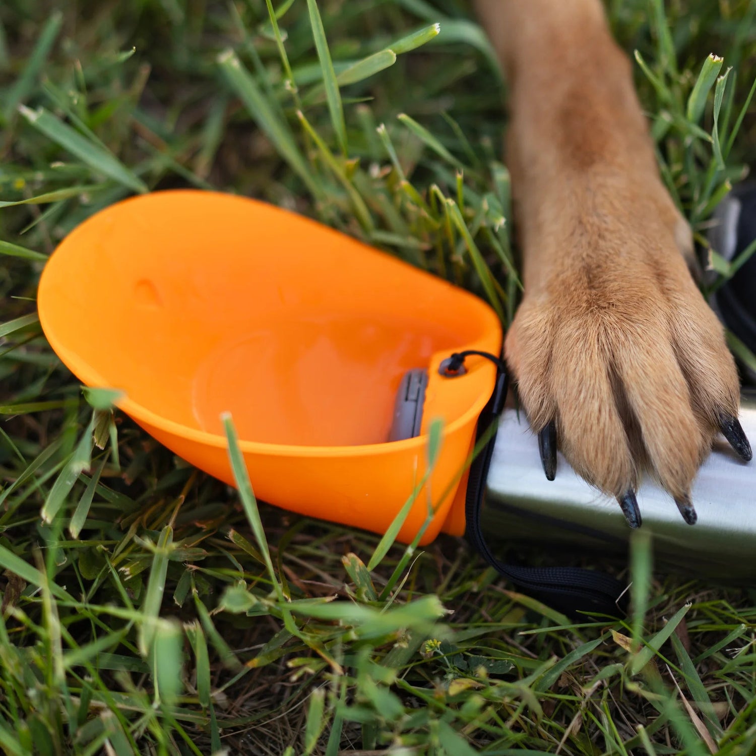 Dog drinking bottle clearance