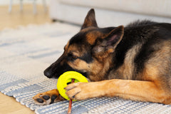 German Shepard chewing on a bully stick stuck in the dental toy that is shaped like a tire.