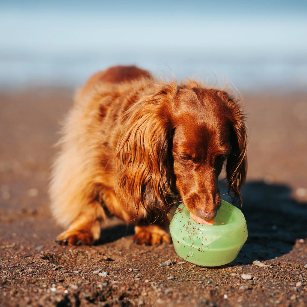 Red Dachund  licking out treats from a ew wobble ball. 