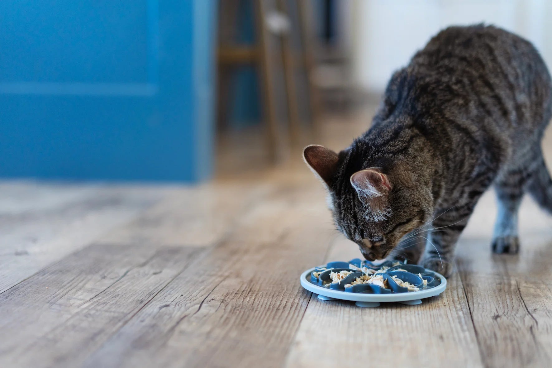 How to clearance slow cat eating