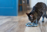 kitten  enjoying a meal in a cat slow feeder that sticks to the floor with 10 suction cups.