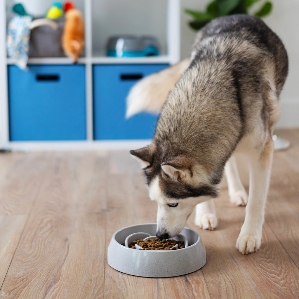 Dog eating from a slow feeding bowl on a wooden floor for better digestions and reduced bloating.