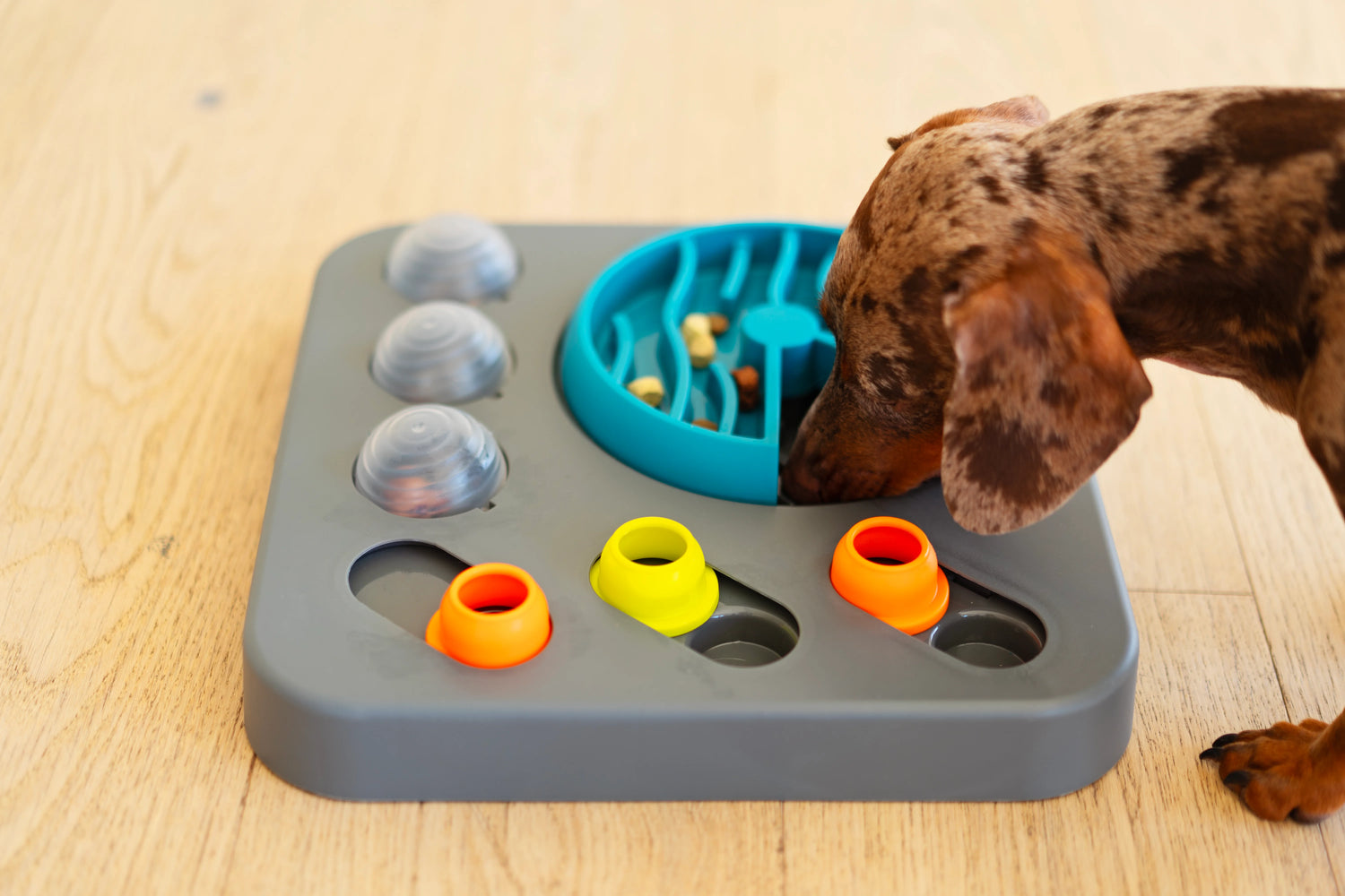 Brown dachshund enjoying the enrichment of the puzzle hunting for food. 