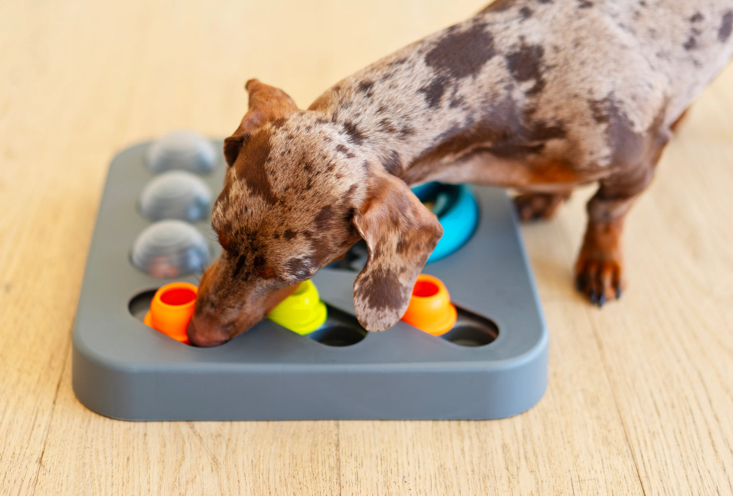 dachshund sniffing out and hunting for treats in the medium dog puzzle.