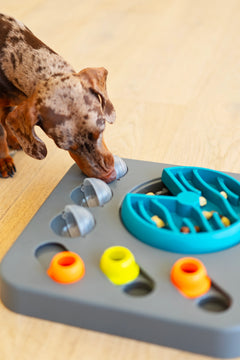 Dog using his nose to flip up a secret hiding spot for treats in the puzzler. 