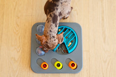 Spotted brown dachshund loves the engagement and enrichment of a dog puzzle. 