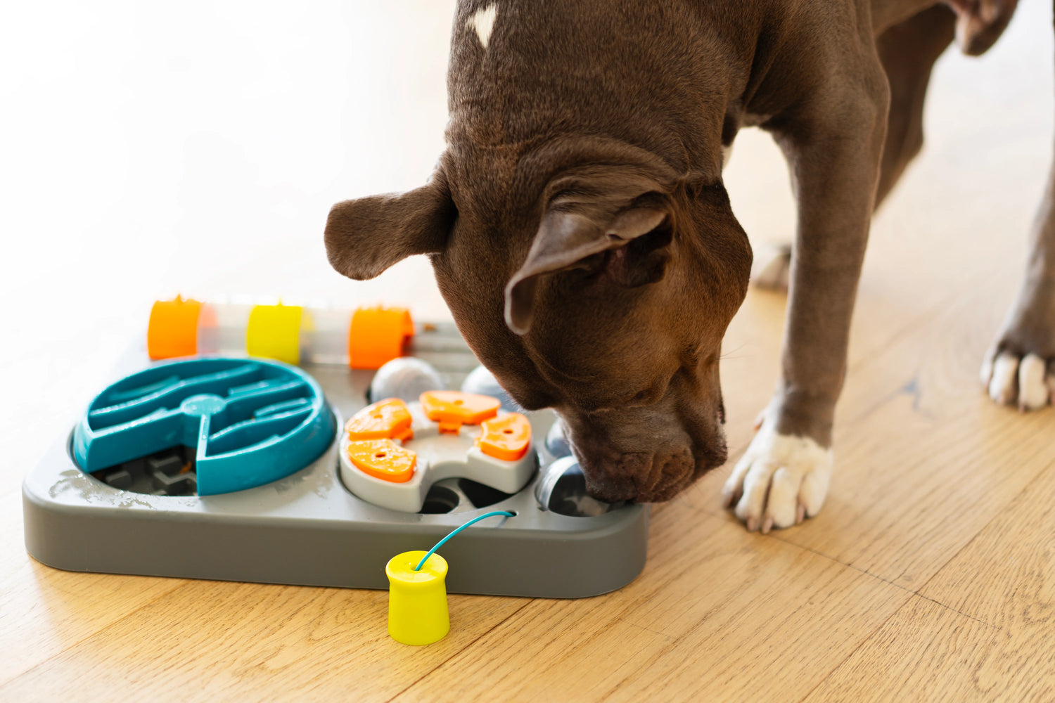 Removable pieces for cleaning on the dog puzzler. Makes cleaning up easy.  Dishwasher safe. 