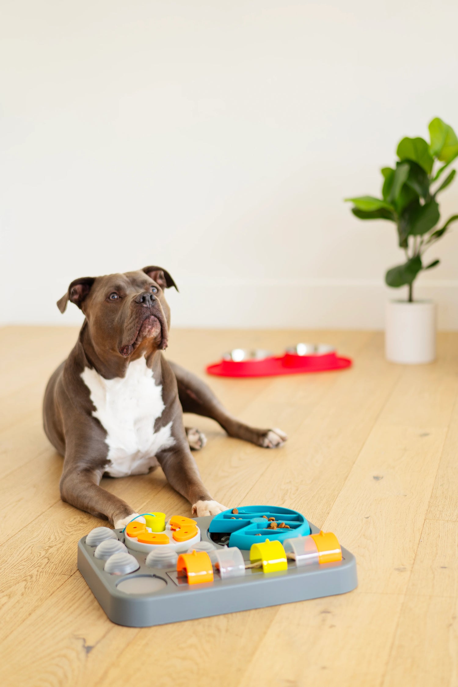 Brown and white dog waiting to play with thecolourful dog puzzle.