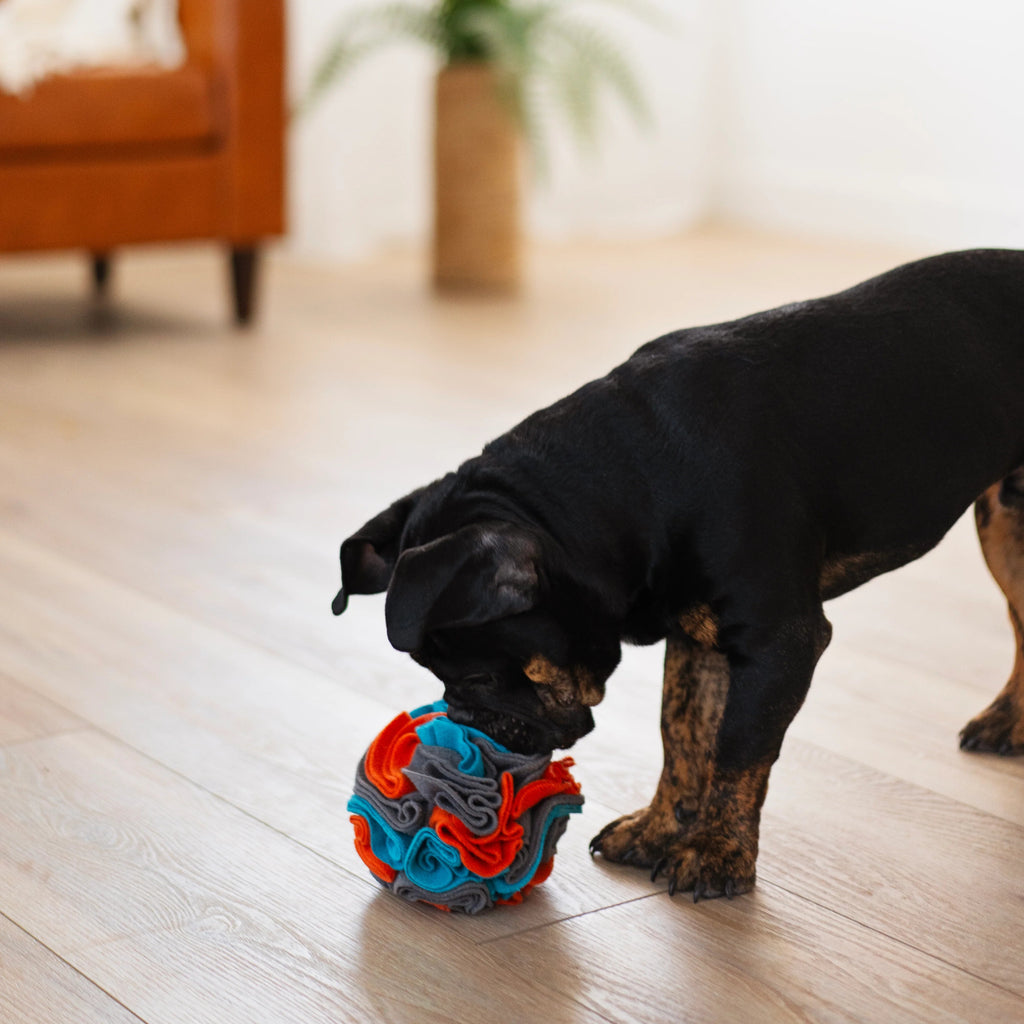 Dog playing with a colorful snuffle ball toy on a wooden floor.