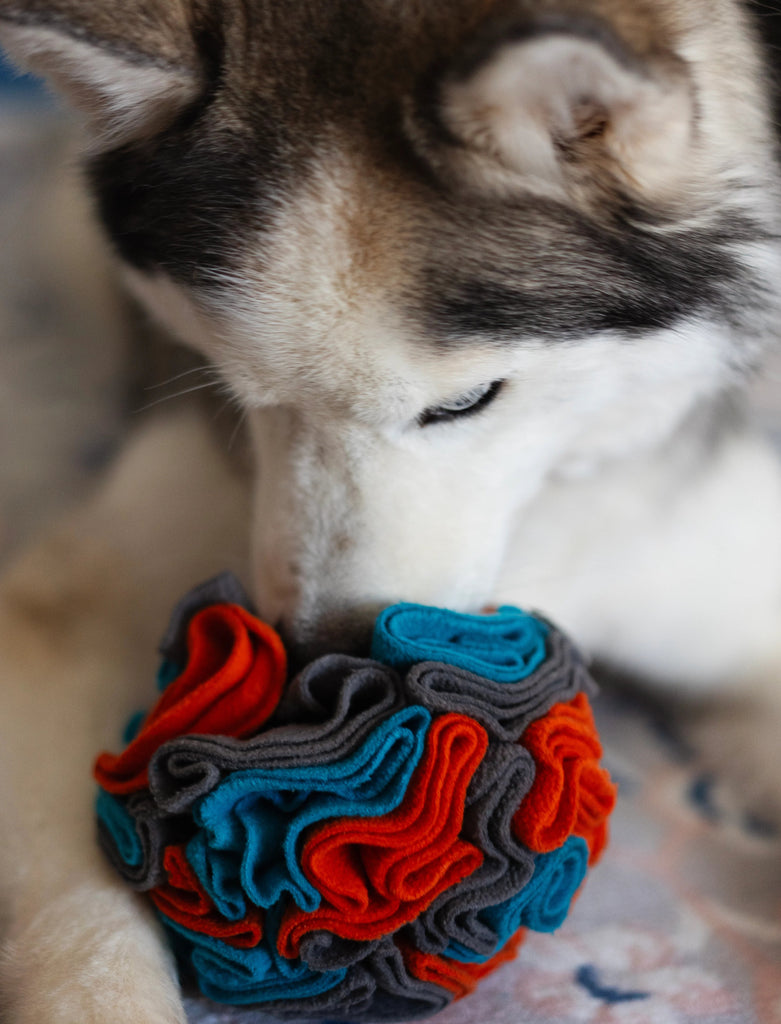 Husky dog playing with a colorful forage ball hunting for treats
