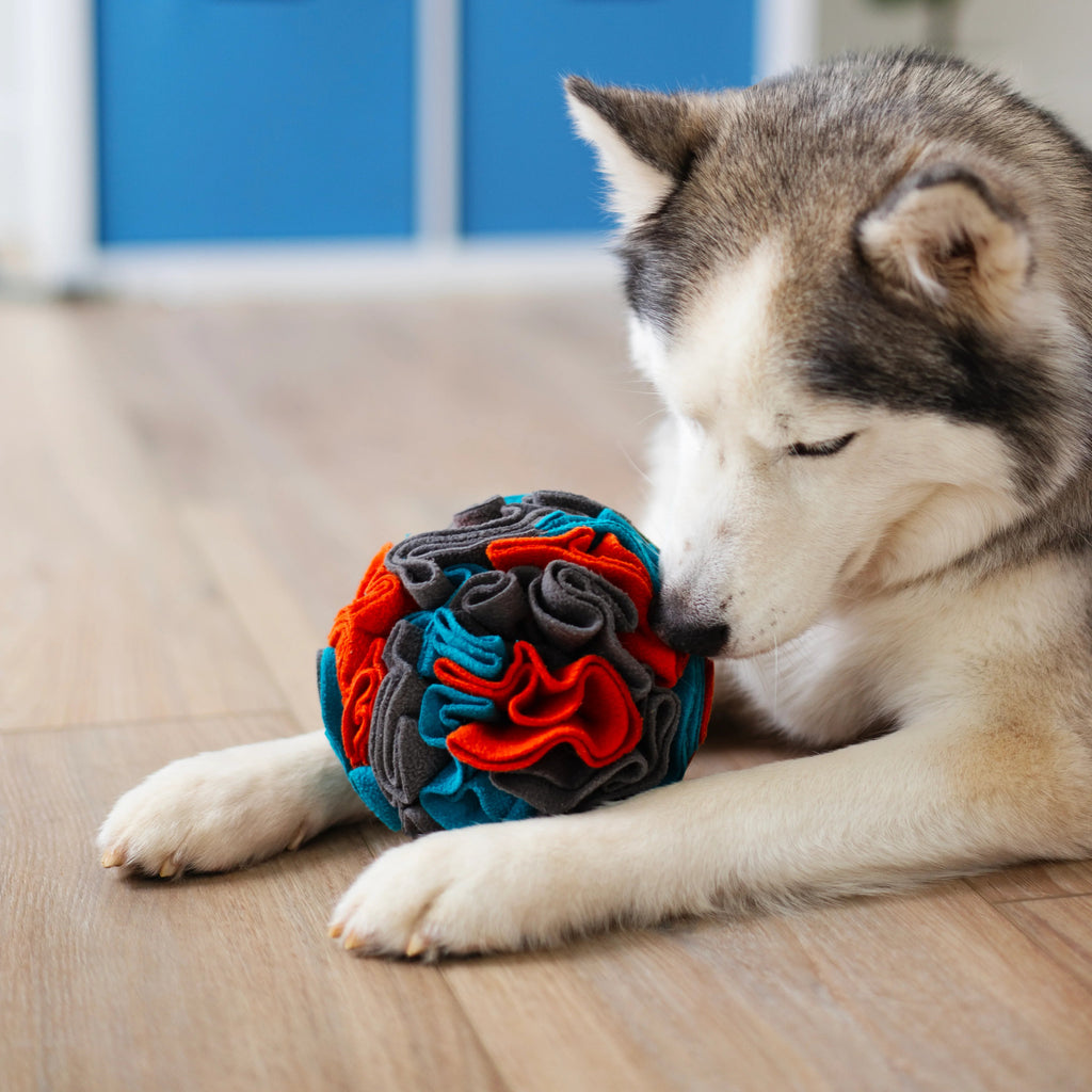 Dog playing with a colorful snuffle  ball toy on a wooden floor. Great for dog enrichment.