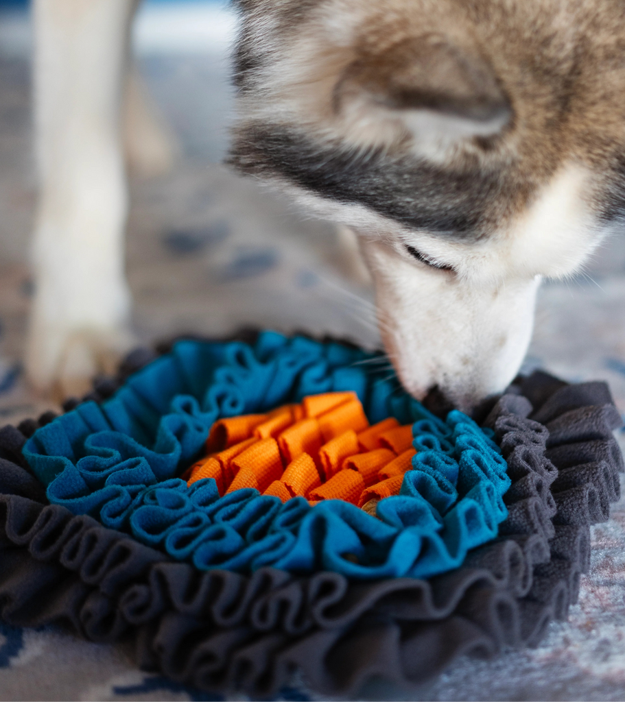 Husky Dog interacting with a snuffle mat surface