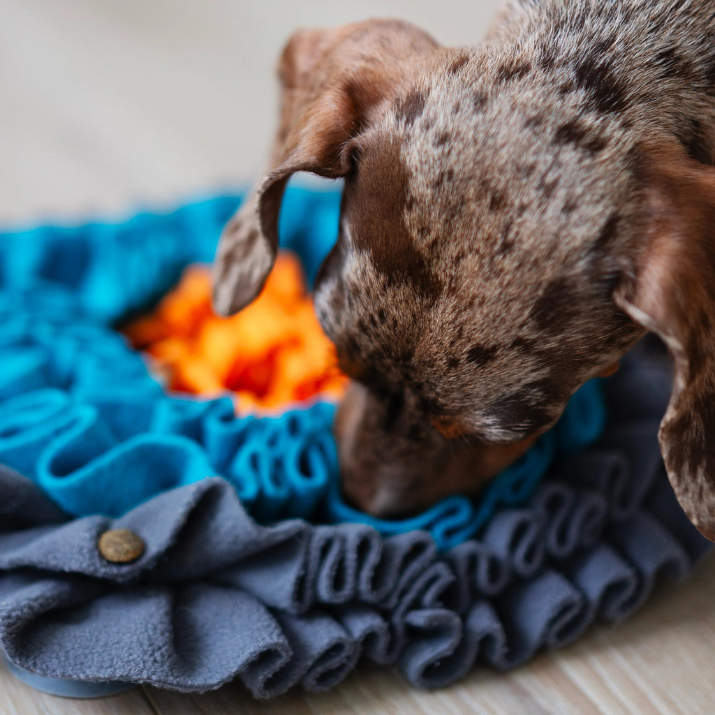 Dog playing with a blue and gray textured snuffle mat. great for rabbits and gerbils as well!