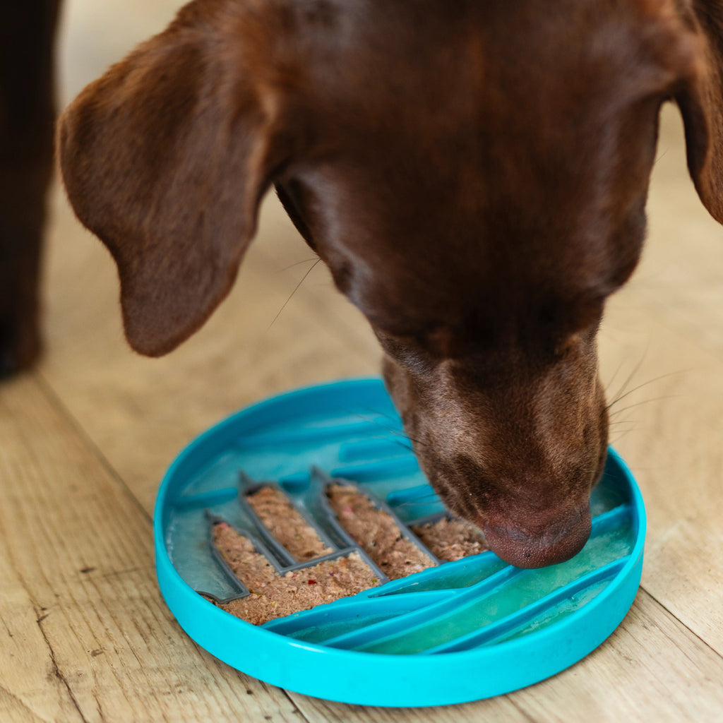 Chocolate lab licking a new skyline scene silicone slow feeder.  