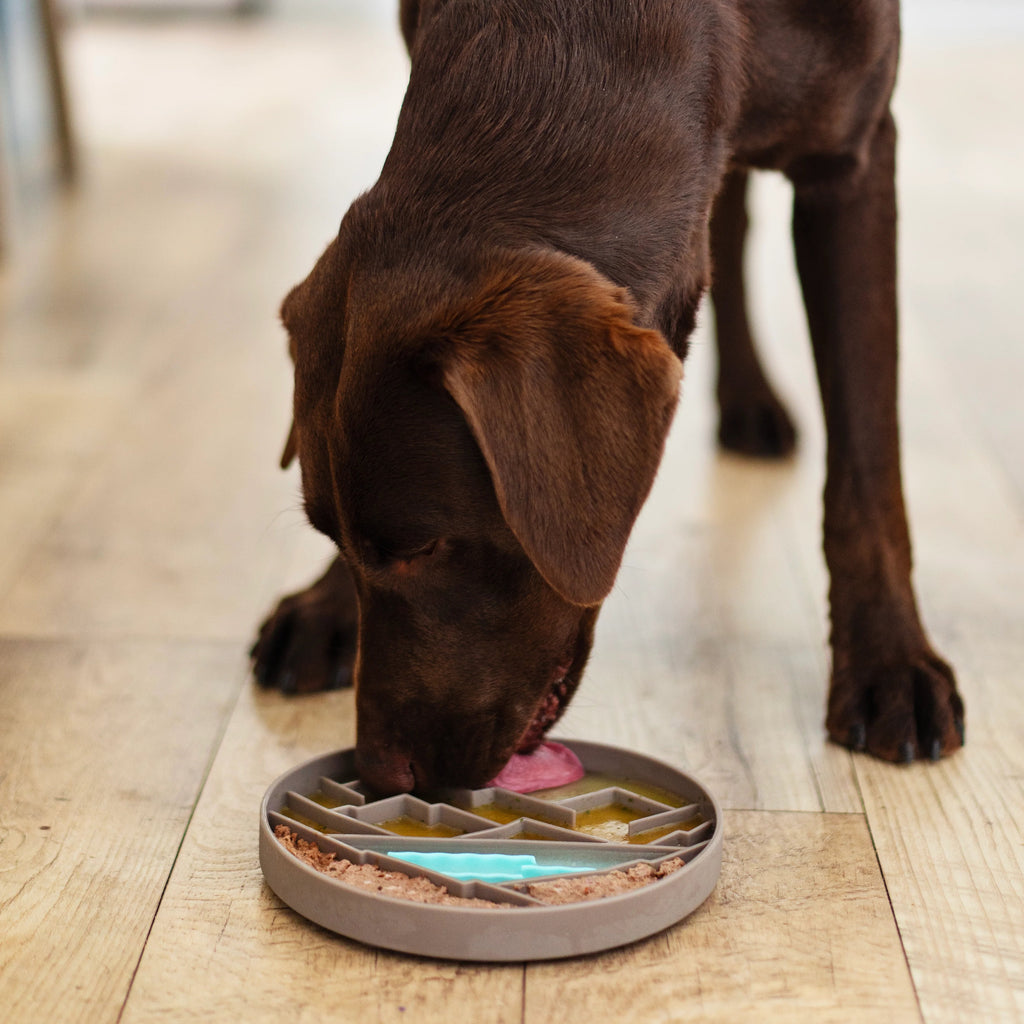 Chocolate lab dog eating from a mountain scene slow down silicone bowl with suction cups on the back to keep it in place. 